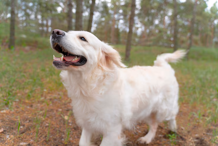 Happy active dog walking outside