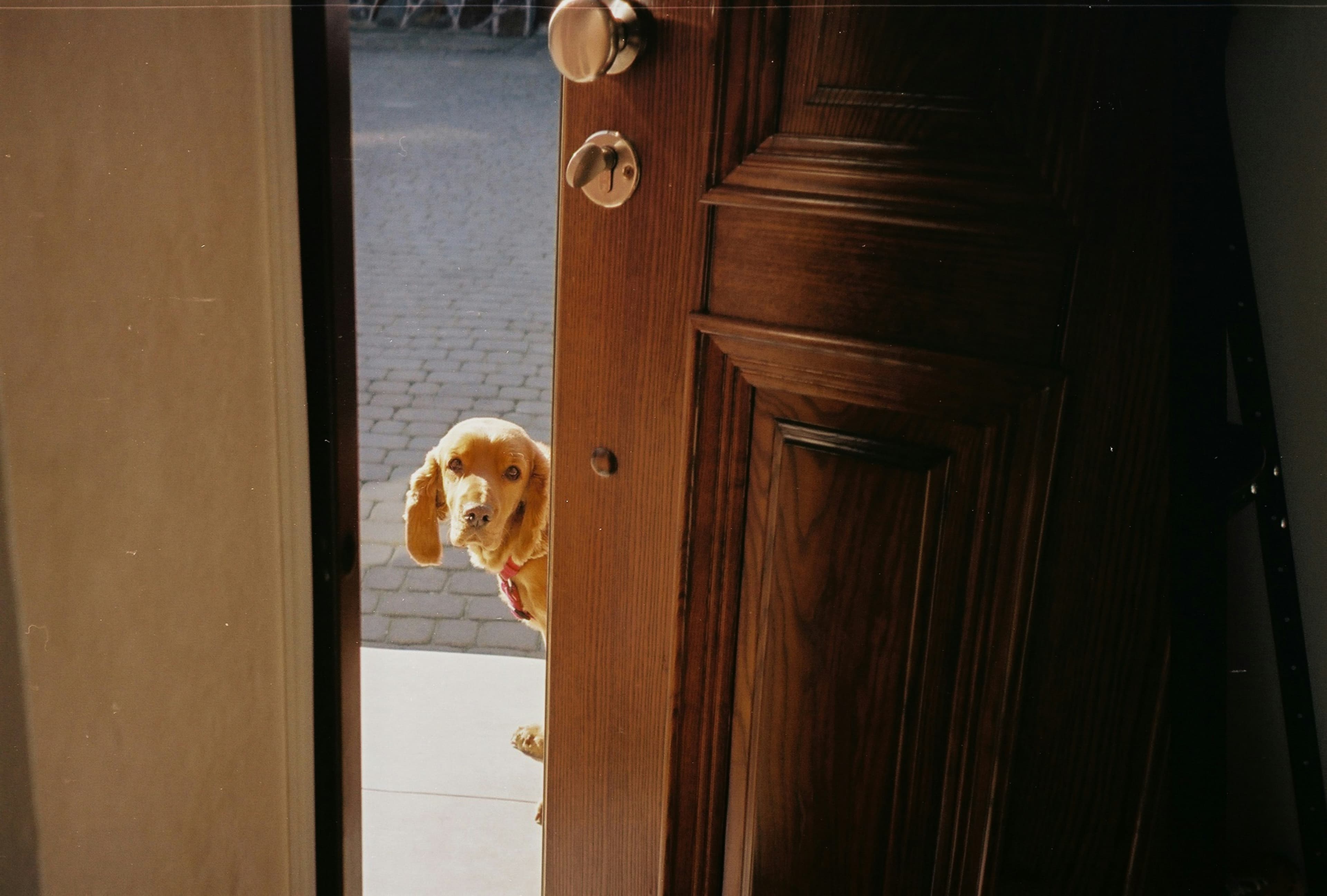 Dog waiting at an open front door