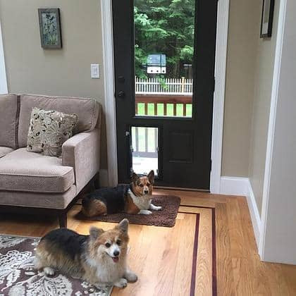 Two corgis beside a fitted door-mounted pet door