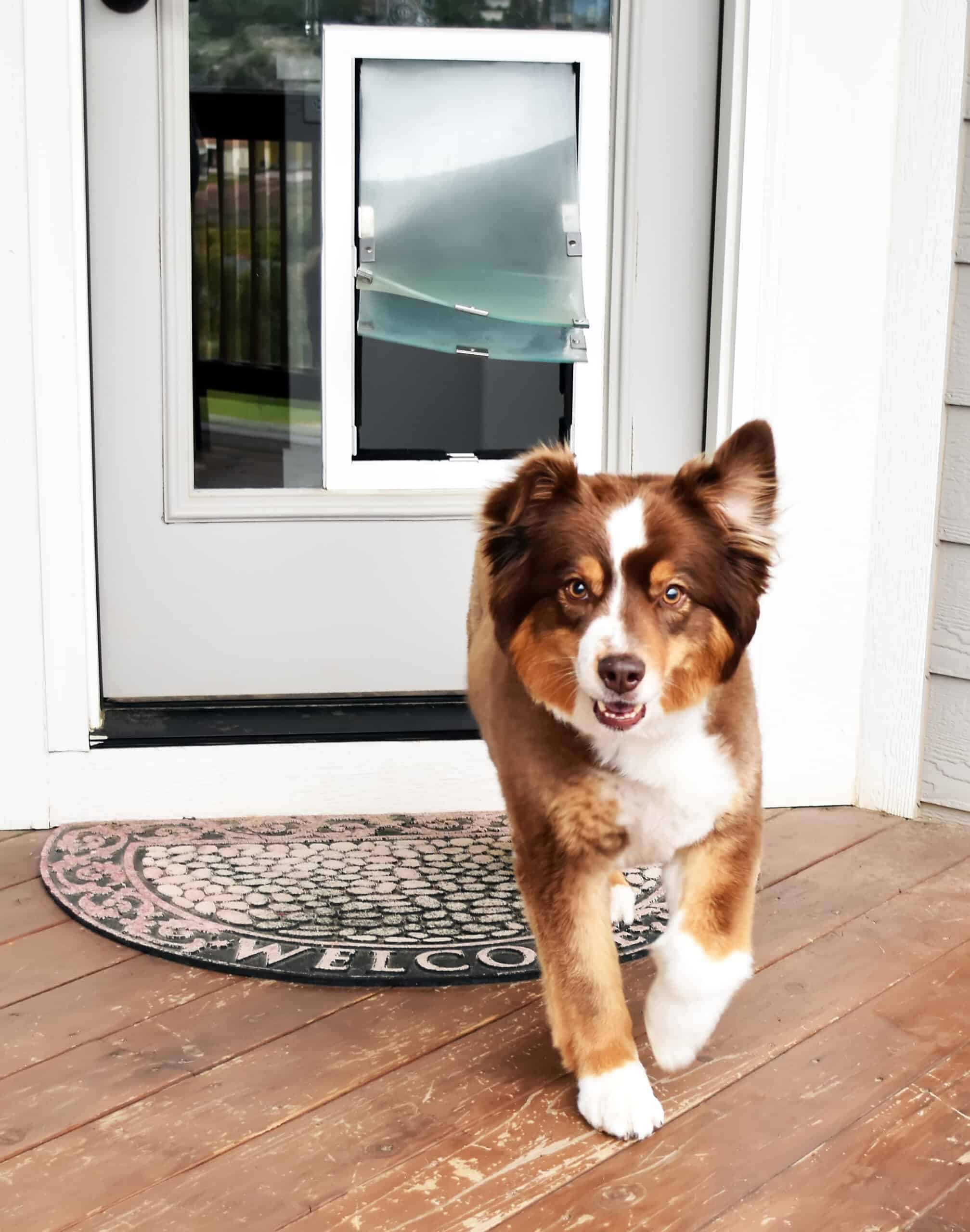 A dog using a fitted pet door in a glass panel